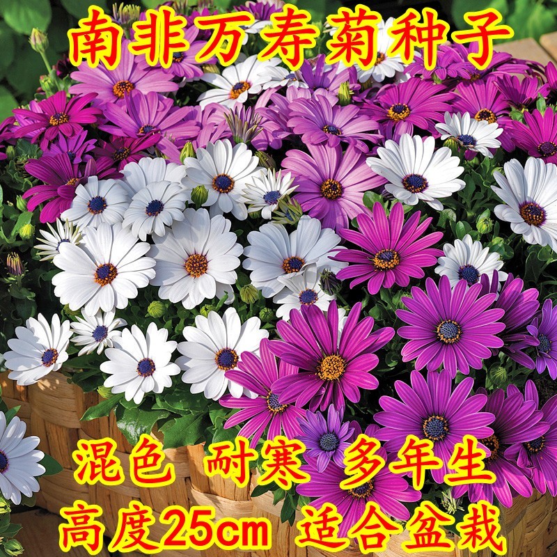 南非万寿菊种子蓝目菊花种籽子耐寒非洲菊花籽四季易种白粉紫