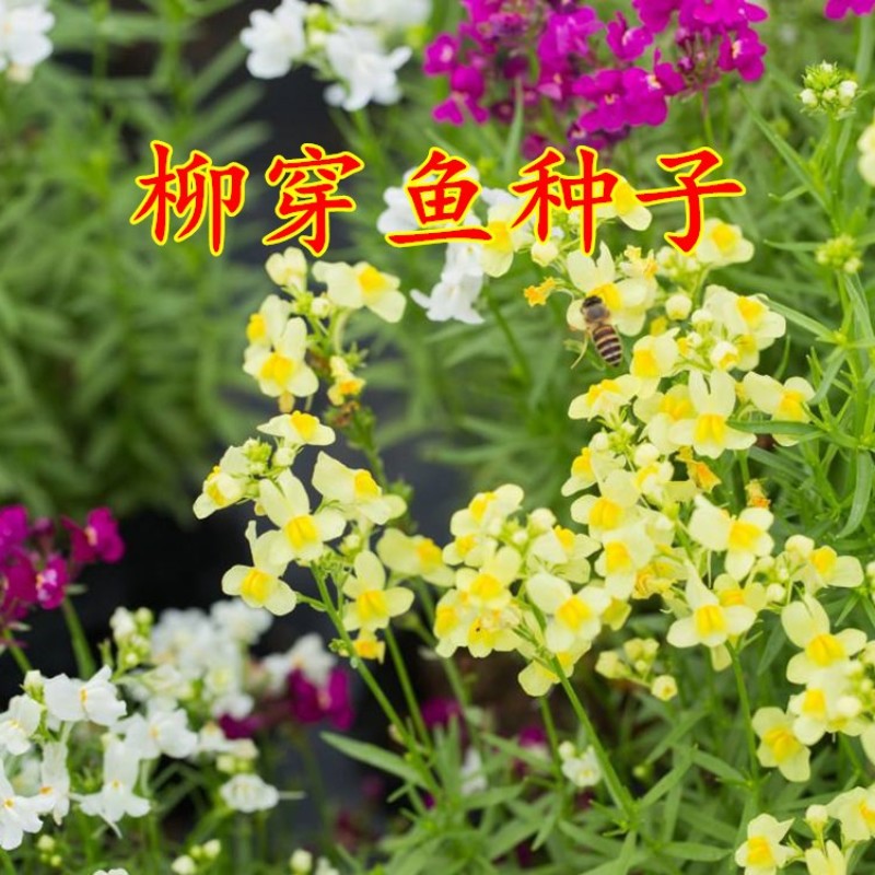 柳穿鱼种子四季播盆栽卉小金鱼草庭院园艺花籽多年生花种子籽