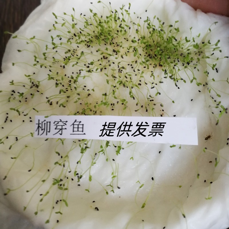 柳穿鱼种子四季播盆栽卉小金鱼草庭院园艺花籽多年生花种子籽