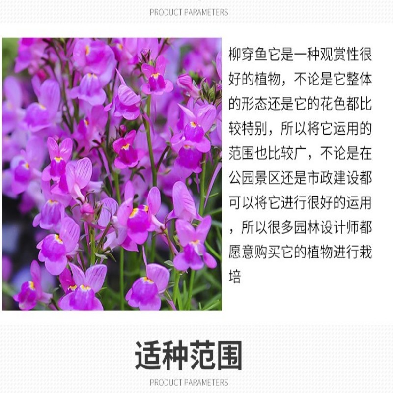 柳穿鱼种子四季播盆栽卉小金鱼草庭院园艺花籽多年生花种子籽