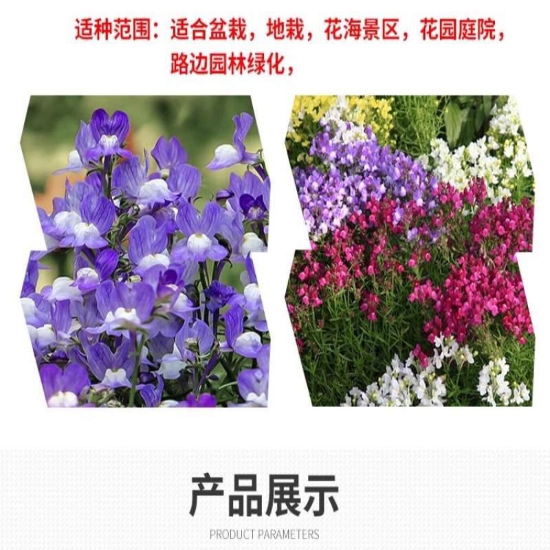 柳穿鱼种子四季播盆栽卉小金鱼草庭院园艺花籽多年生花种子籽