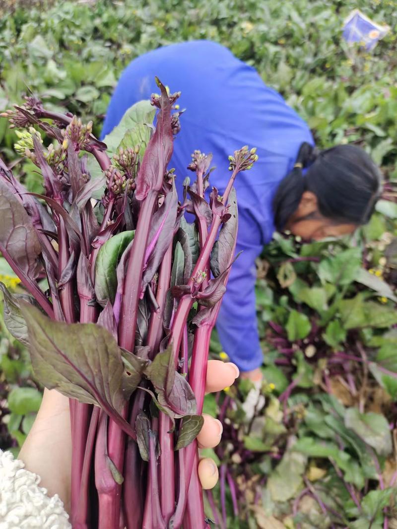 【甄选】红菜苔产地直发一手货源保质保量价格低