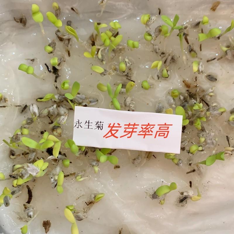 永生菊种子花种露天花海种子易种花籽可做切花室外庭