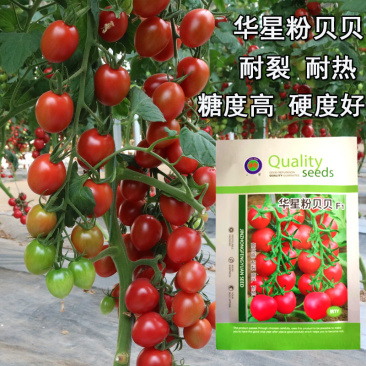 粉贝贝番茄种子圣女果樱桃番茄水果小西红柿采摘园