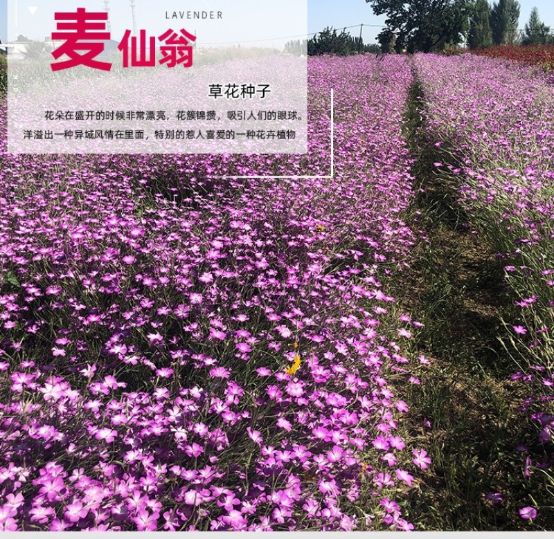 麦仙翁种子四季播种粗生野花易种活阳台庭院盆栽观赏植物花籽