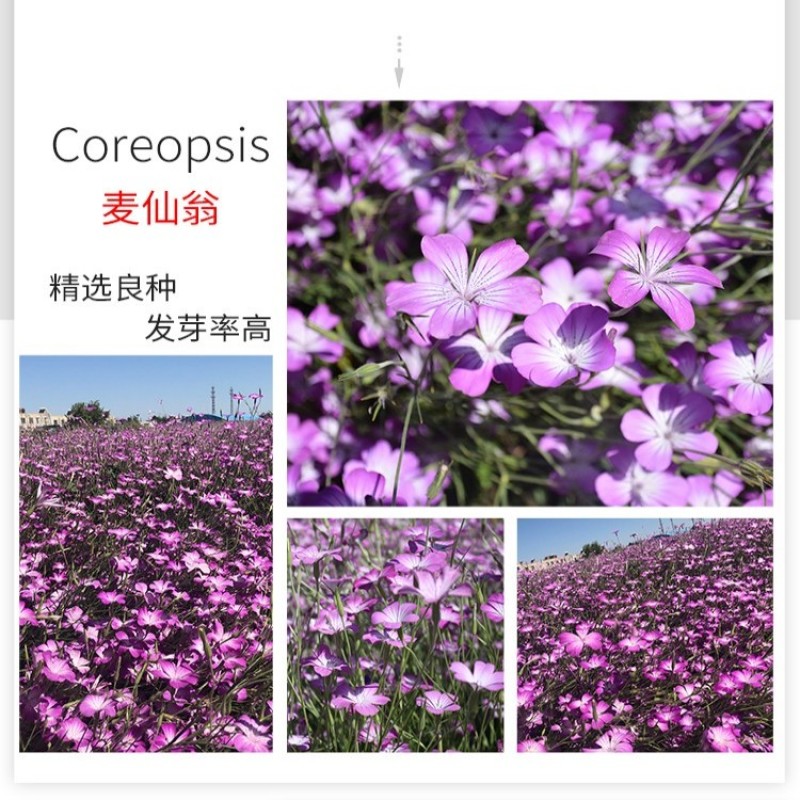 麦仙翁种子四季播种粗生野花易种活阳台庭院盆栽观赏植物花籽