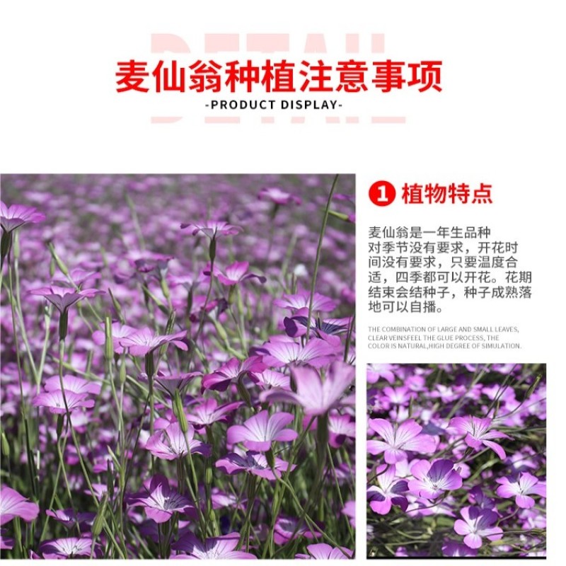 麦仙翁种子四季播种粗生野花易种活阳台庭院盆栽观赏植物花籽