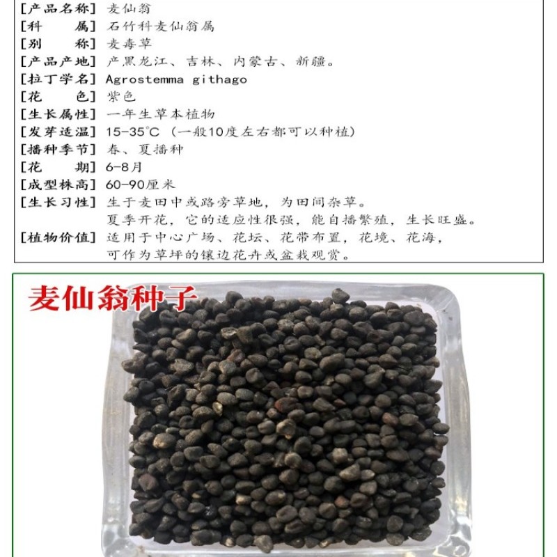 麦仙翁种子四季播种粗生野花易种活阳台庭院盆栽观赏植物花籽