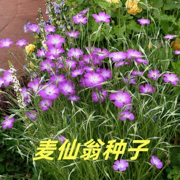 麦仙翁种子四季播种粗生野花易种活阳台庭院盆栽观赏植物花籽
