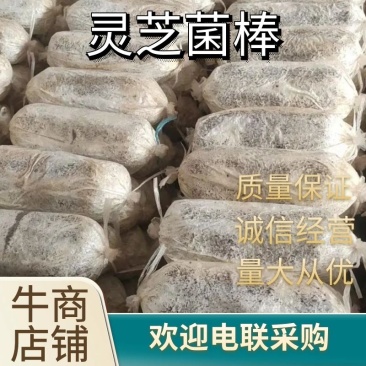 灵芝菌包灵芝菌棒，基地一手货，现货秒发，质量保证，电联