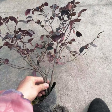 红继木球苗基地供应红花继木精品球红继木杯苗地苗