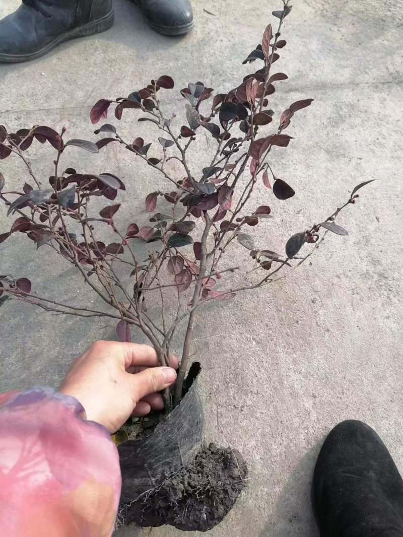 红继木球苗基地供应红花继木精品球红继木杯苗地苗