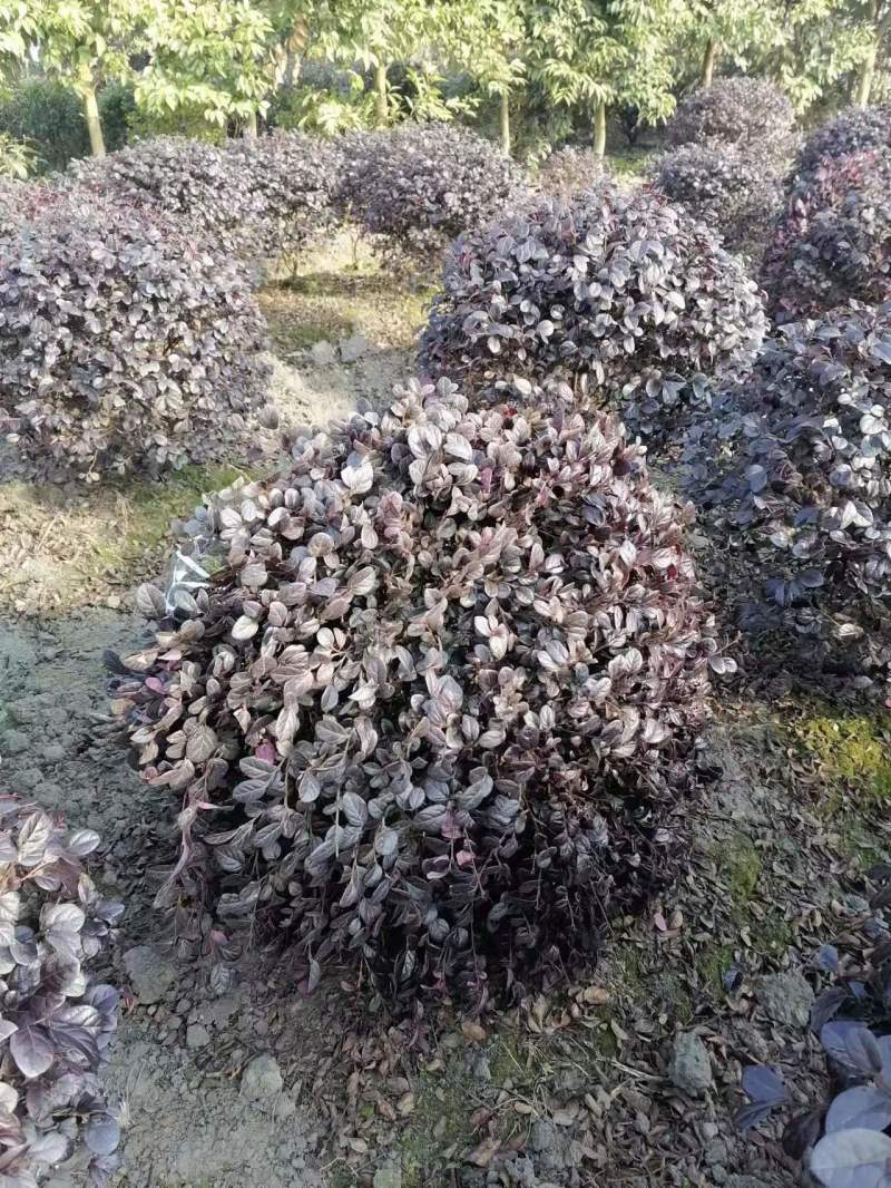 红继木球苗基地供应红花继木精品球红继木杯苗地苗