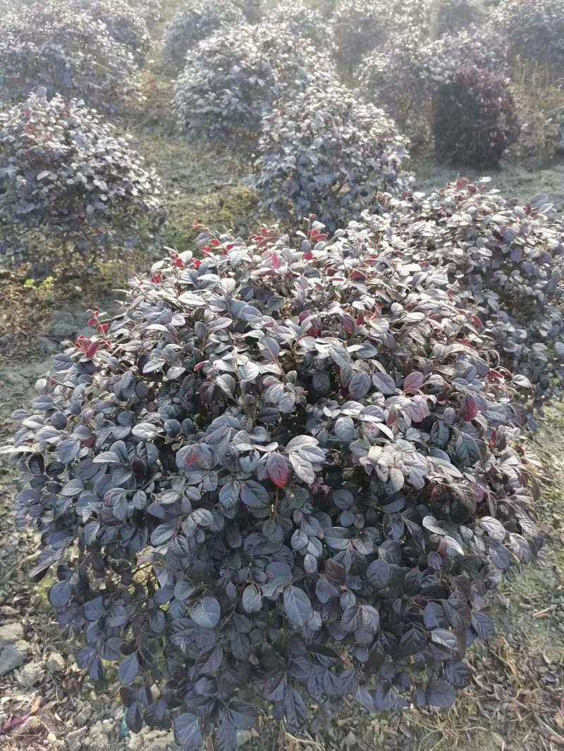 红继木球苗基地供应红花继木精品球红继木杯苗地苗