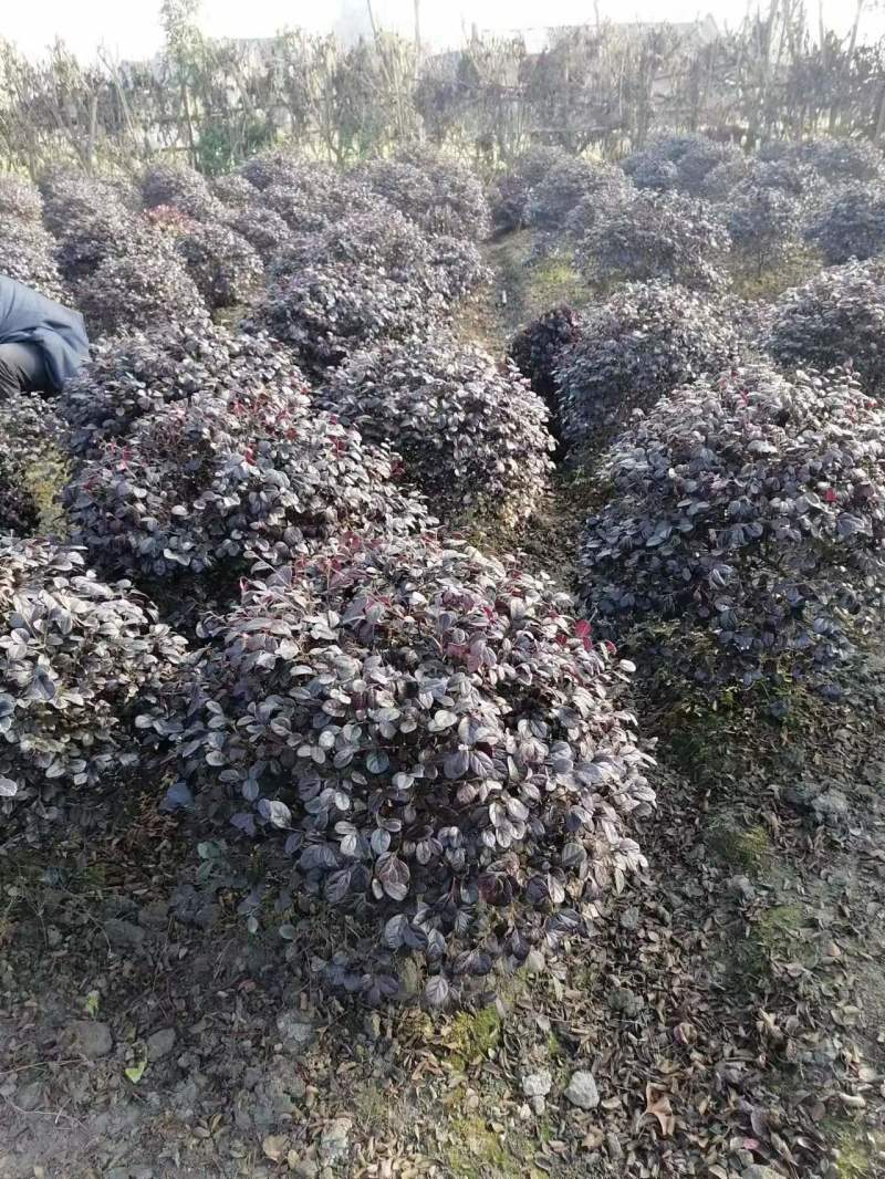 红继木球苗基地供应红花继木精品球红继木杯苗地苗