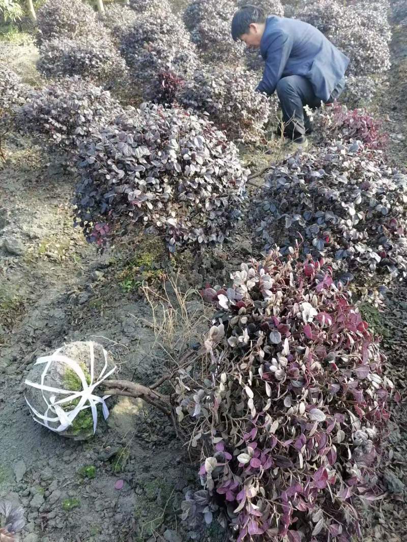 红继木球苗基地供应红花继木精品球红继木杯苗地苗