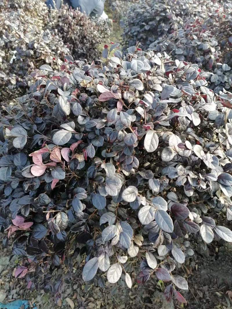 红继木球苗基地供应红花继木精品球红继木杯苗地苗