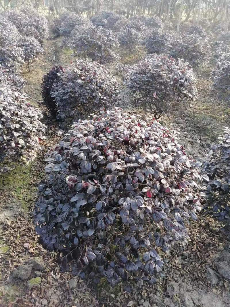 红继木球苗基地供应红花继木精品球红继木杯苗地苗
