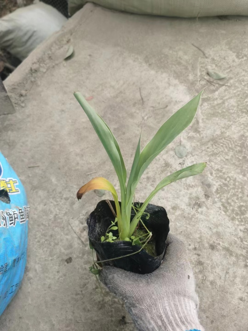批发水生美人蕉基地粉花美人蕉批发美人蕉杯苗地苗