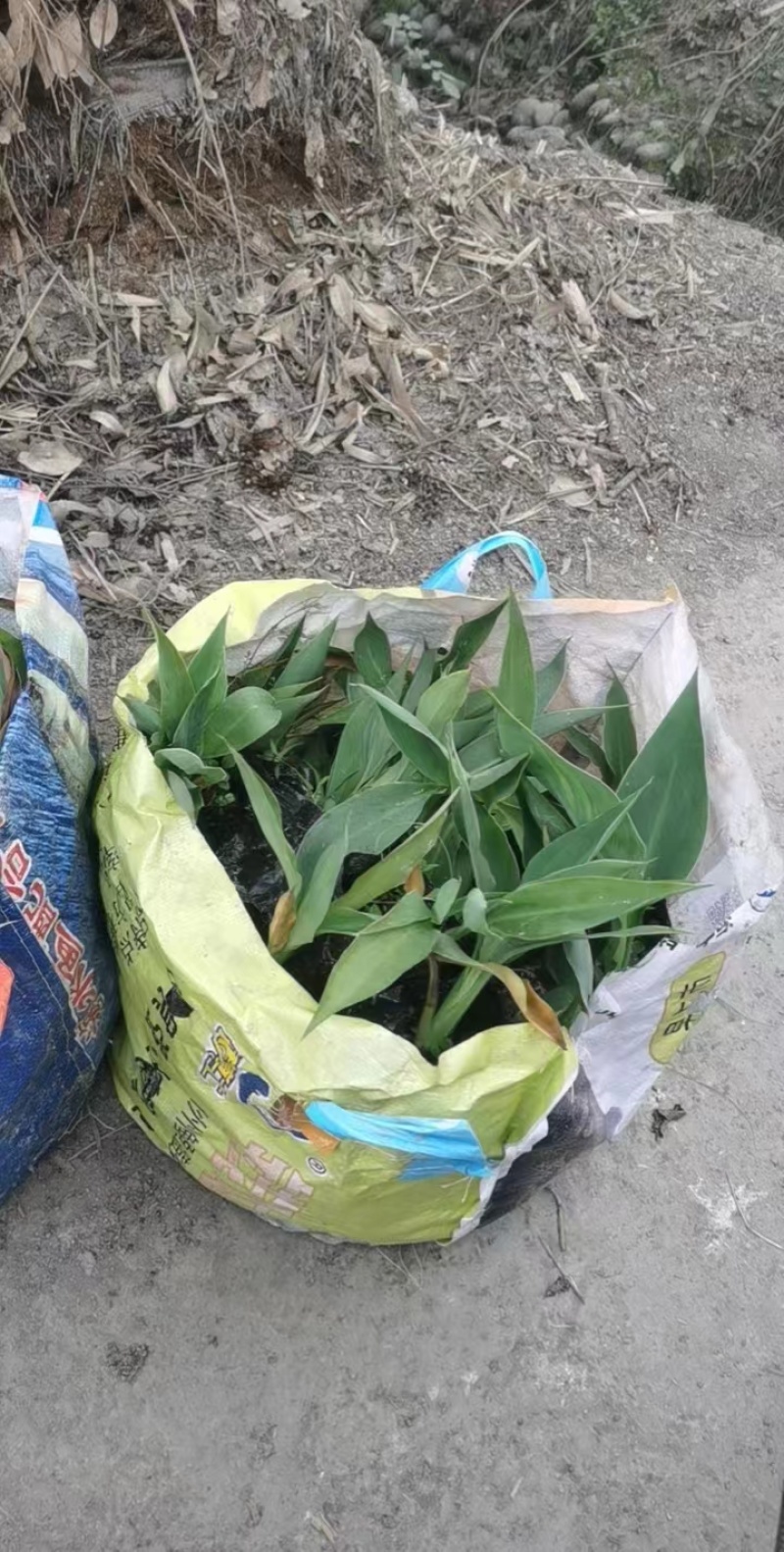 批发水生美人蕉基地粉花美人蕉批发美人蕉杯苗地苗