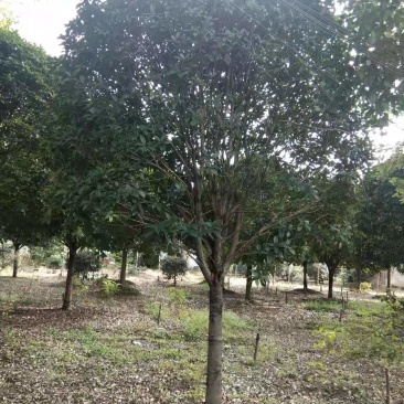 15公分桂花批发八月桂基地丹桂朱砂桂工程苗