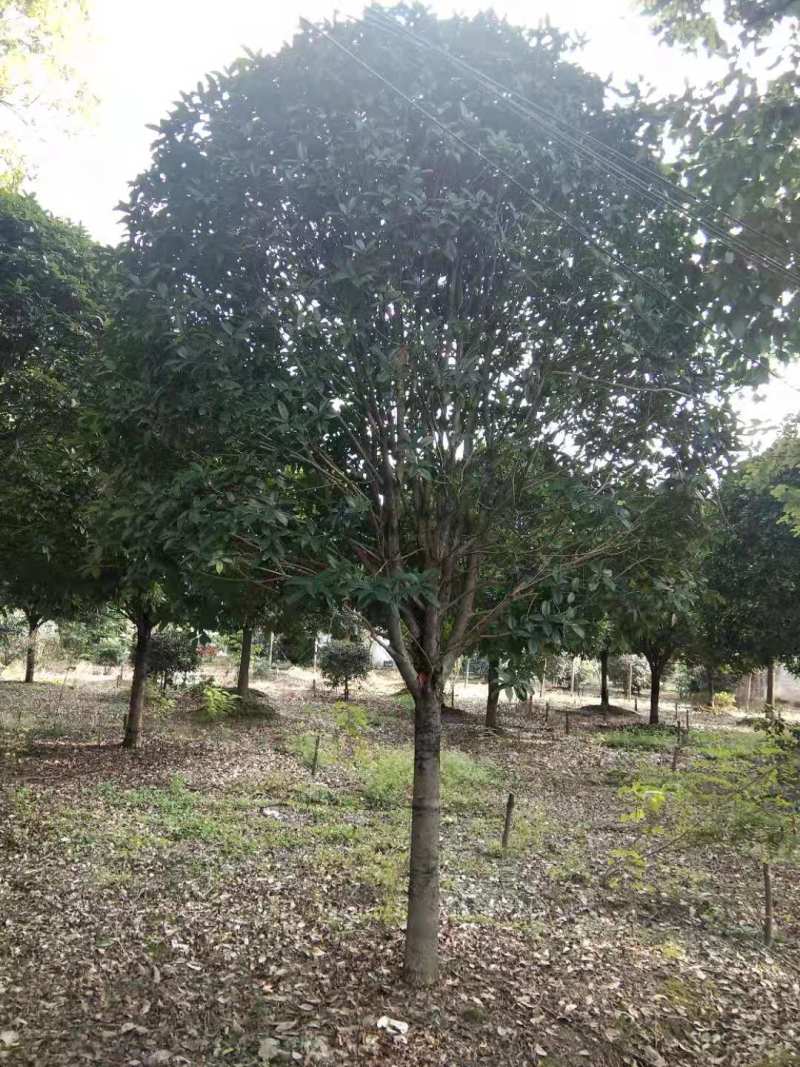 15公分桂花批发八月桂基地丹桂朱砂桂工程苗