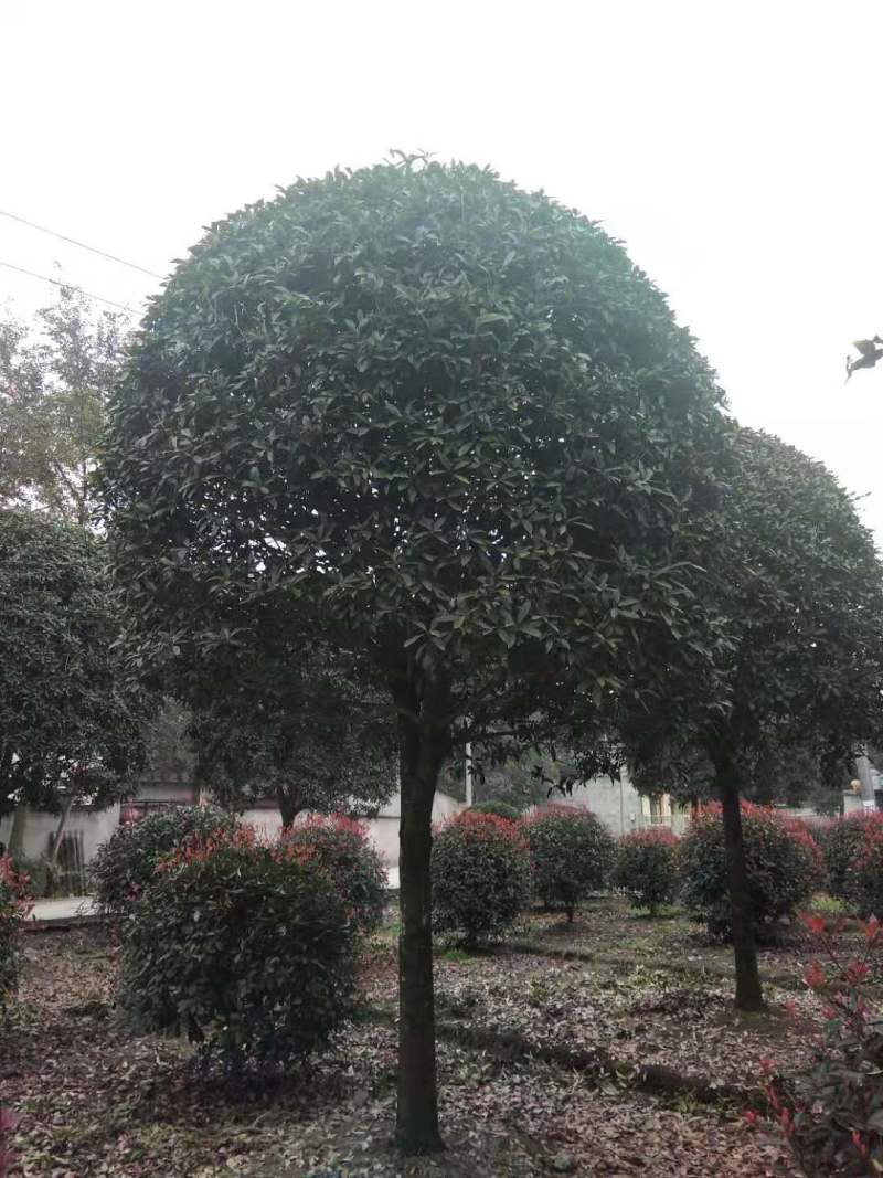 15公分桂花批发八月桂基地丹桂朱砂桂工程苗
