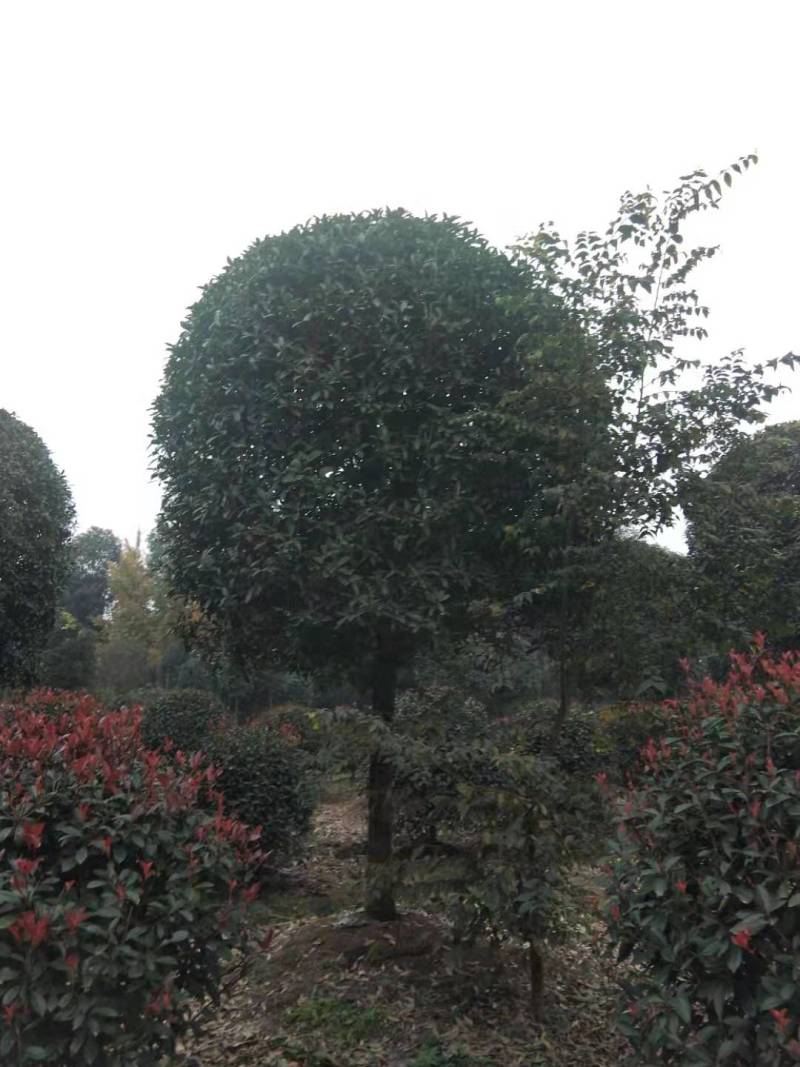 15公分桂花批发八月桂基地丹桂朱砂桂工程苗