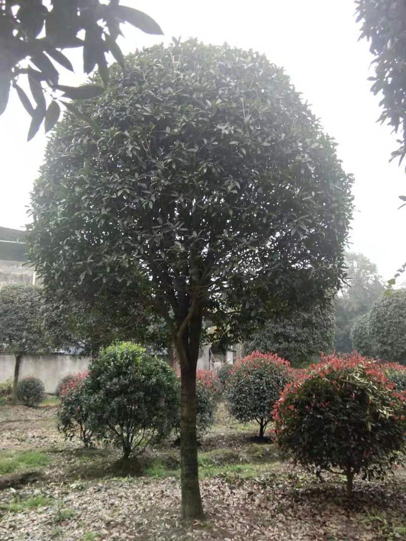 15公分桂花批发八月桂基地丹桂朱砂桂工程苗