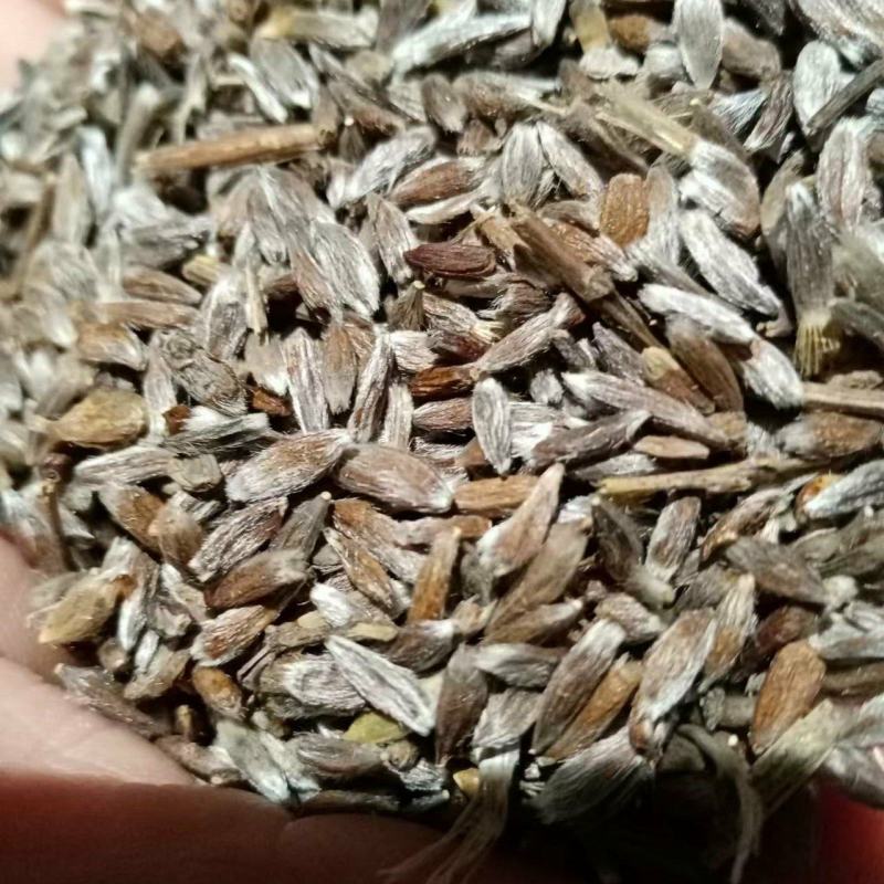 内蒙古朱砂点苍术产地直发量大优惠足斤足量欢迎下单！
