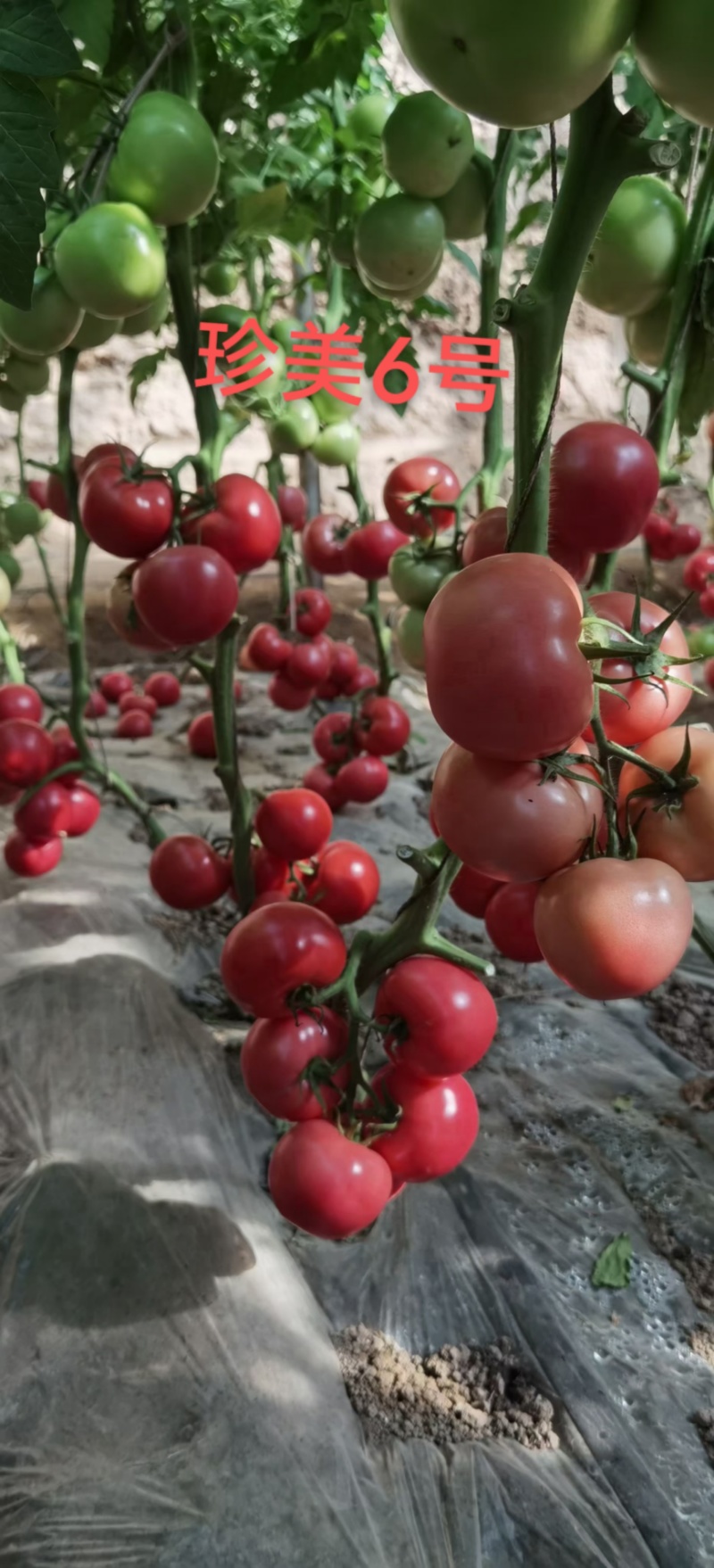 【苗场直供】山东潍坊番茄苗粉果番茄苗品类齐全现货现发