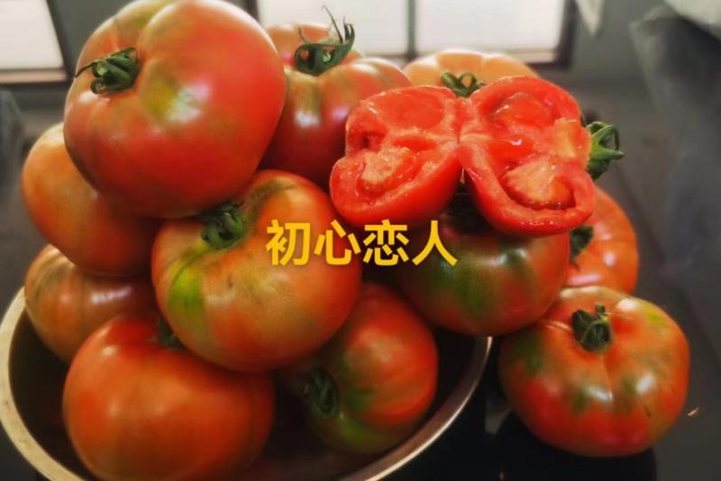 【推荐】西红柿苗草莓西红柿苗现货批发苗场直供欢迎咨询