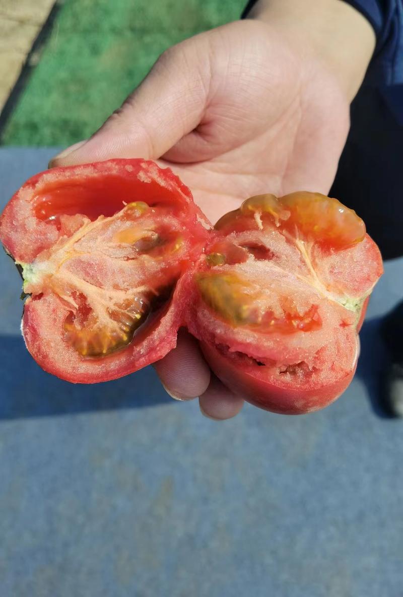 【精选】普罗旺斯西红柿苗批发耐热品种抗死棵苗场直发