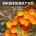 正宗新疆沙棘干果泡水无添加大果鲜果干沙棘果沙棘子青少年沙
