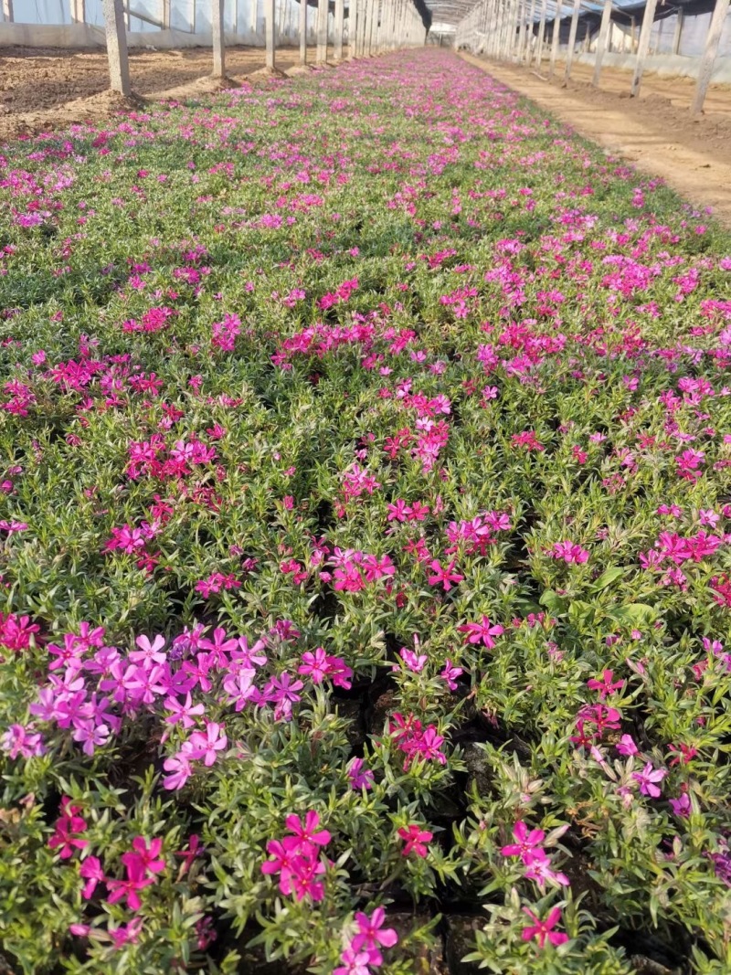 芝樱