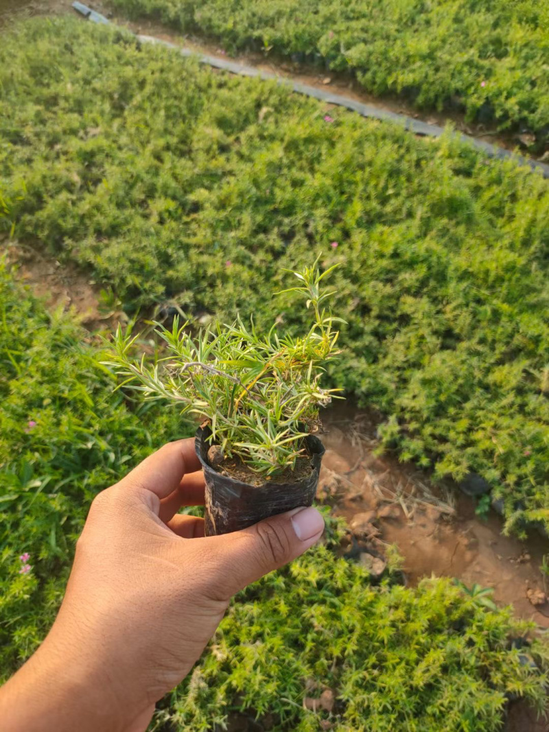 青州芝樱基地