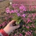 青州芝樱基地