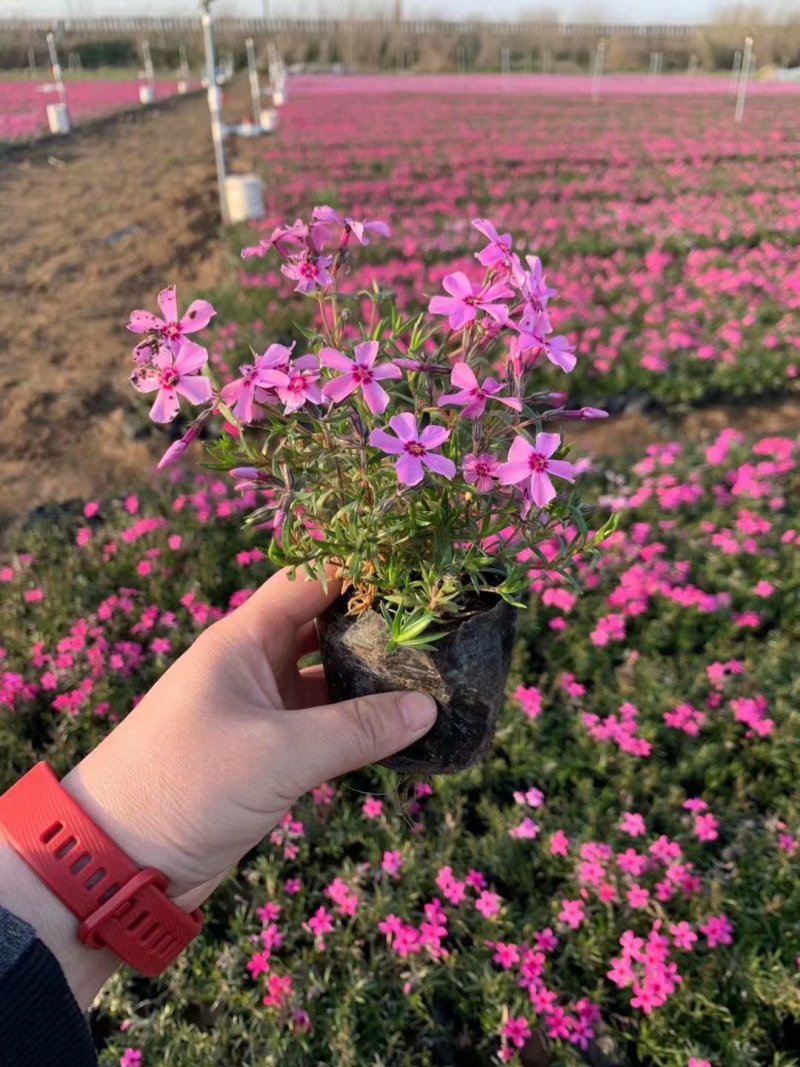 青州芝樱基地
