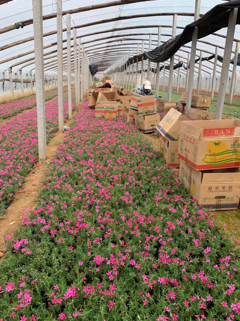 青州芝樱基地