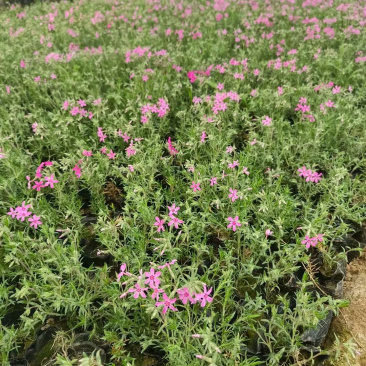 芝樱批发基地