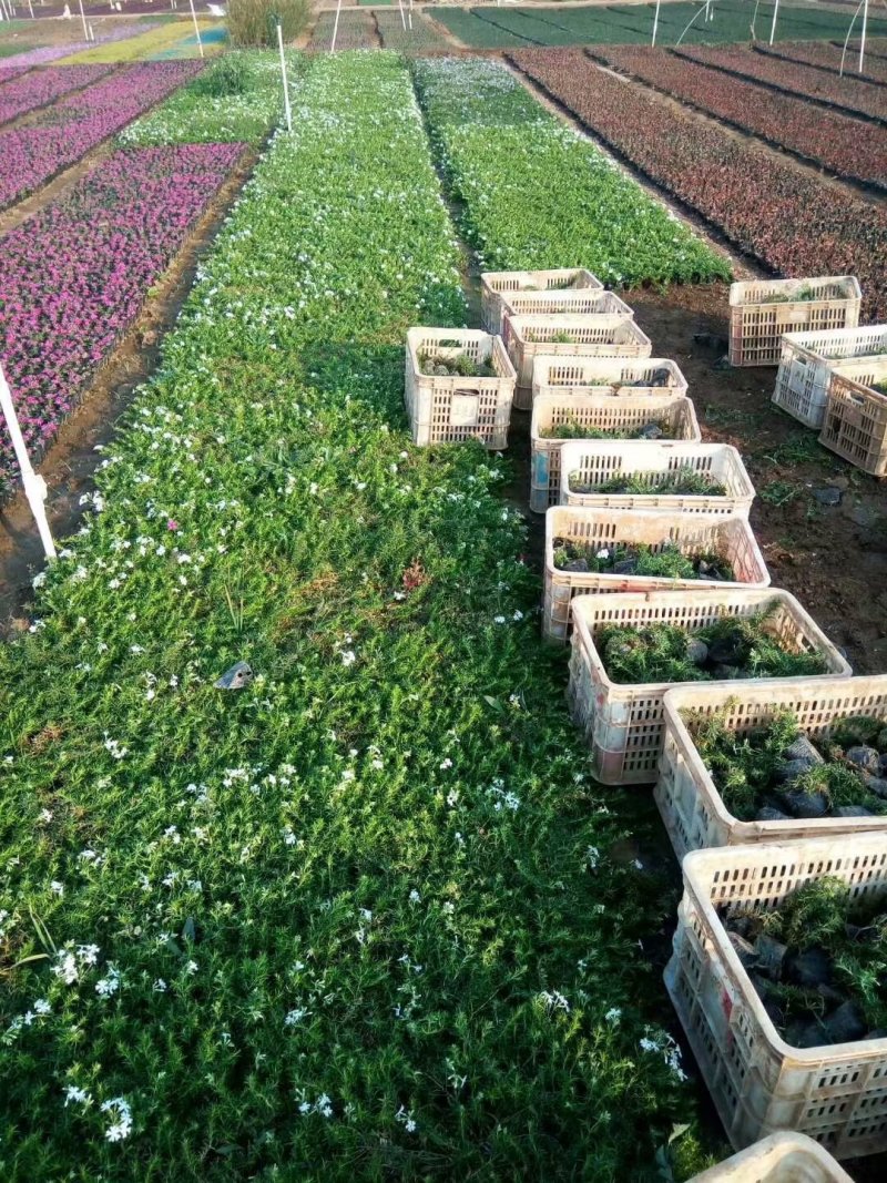芝樱批发基地