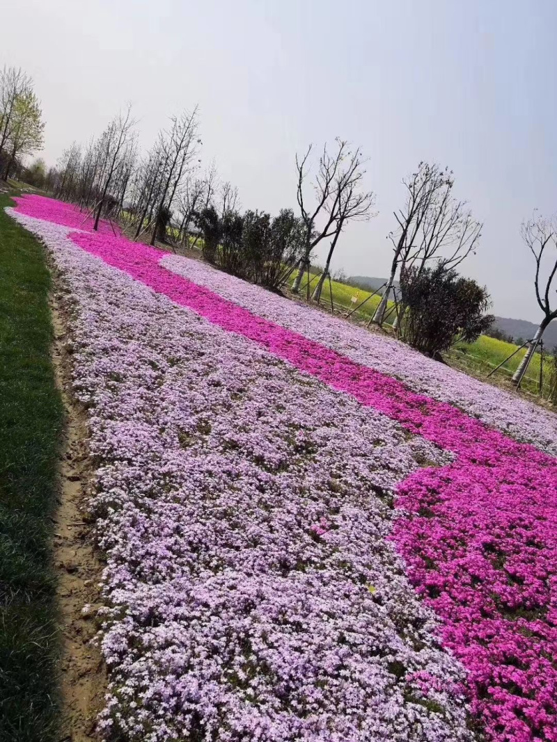 芝樱批发基地