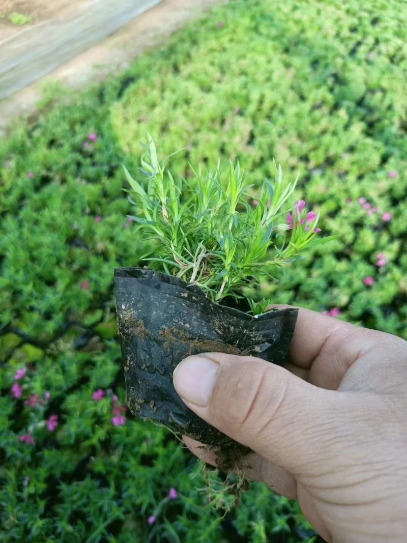 芝樱批发基地