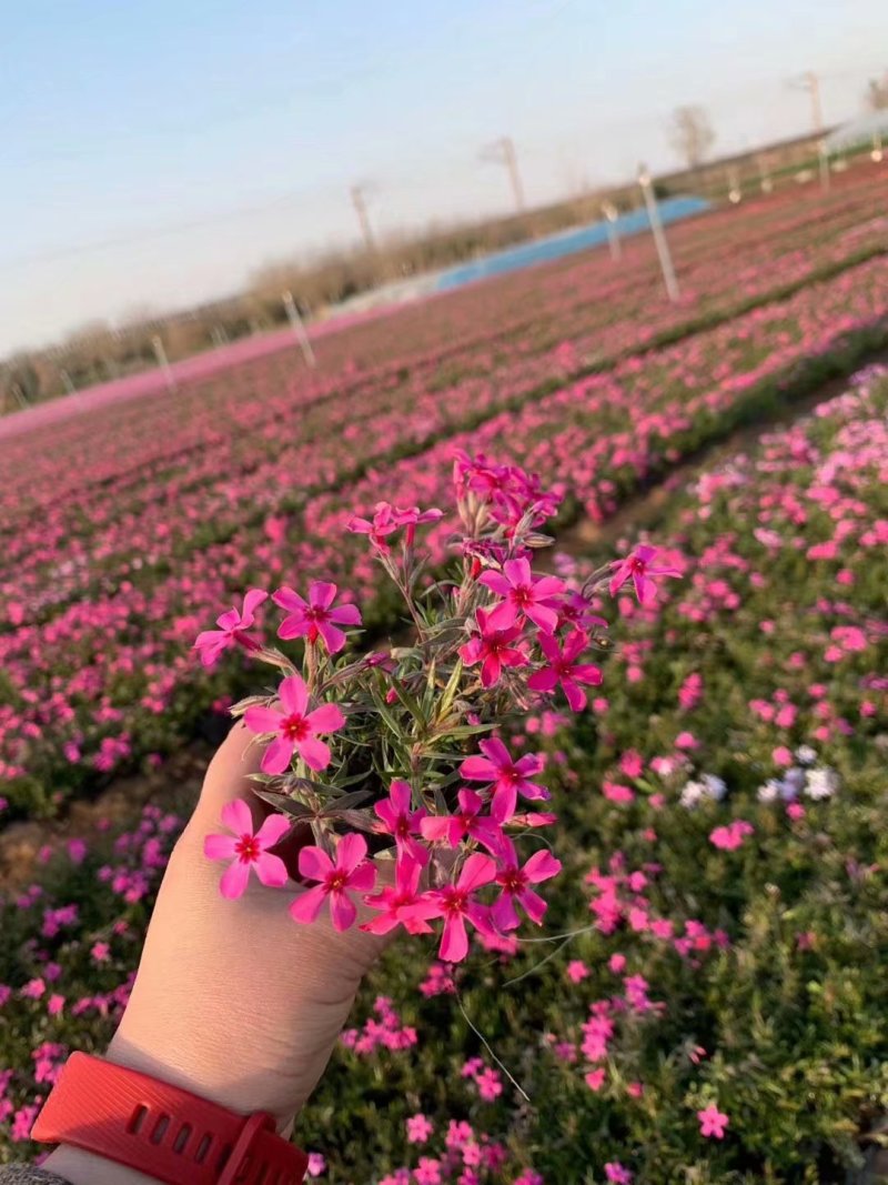 芝樱培育基地
