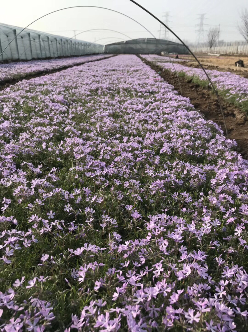 芝樱培育基地