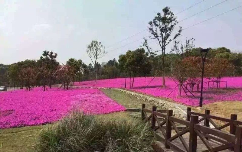 芝樱培育基地