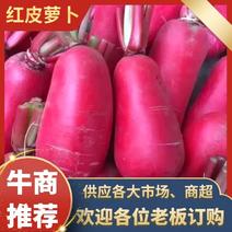 【实力牛商】红皮萝卜大量上市产地直供质量保证量大优惠
