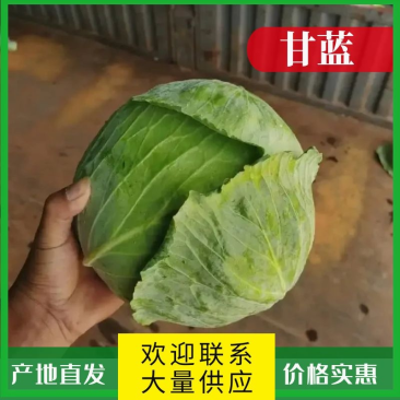 【精品】甘蓝圆包菜湖北产地直供质量保证对接商超市场