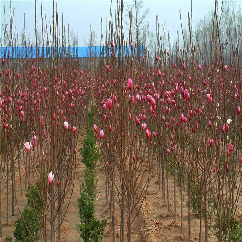 白黄红紫玉兰花树苗花卉盆栽地栽别墅庭院绿化植物四季玉堂春