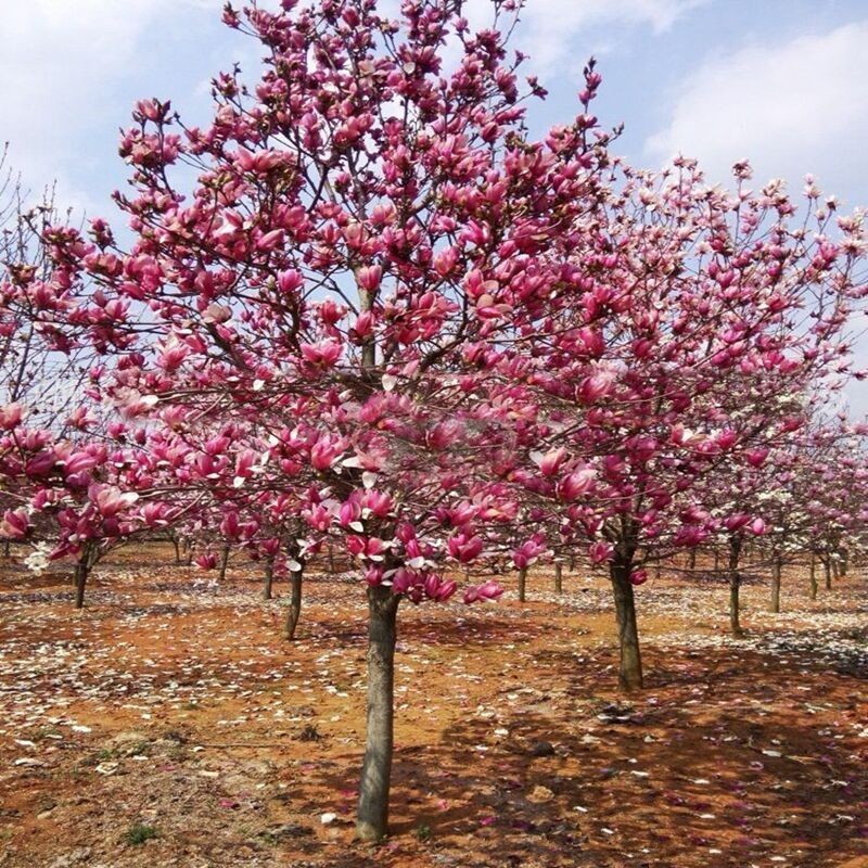 白黄红紫玉兰花树苗花卉盆栽地栽别墅庭院绿化植物四季玉堂春